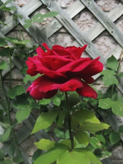 Rose in full bloom