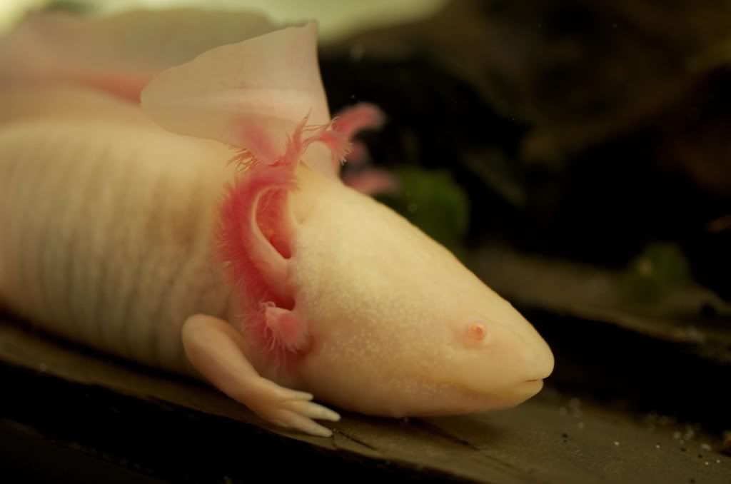 FS Breeding Axolotl Pair British Columbia Aquarium Forums