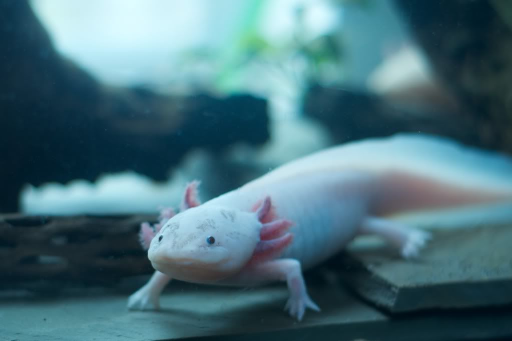 FS Breeding Axolotl Pair