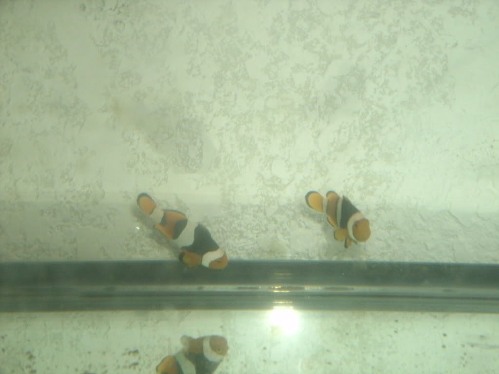 GEDC0245 - FS Pair Of Black Onyx Clown Fish Tank Raised