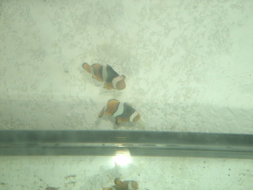 GEDC0246 - FS Pair Of Black Onyx Clown Fish Tank Raised