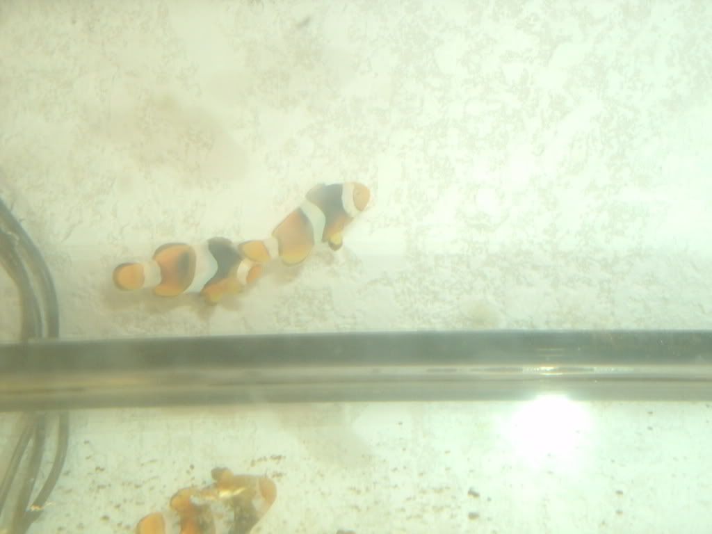 GEDC0247 - FS Pair Of Black Onyx Clown Fish Tank Raised