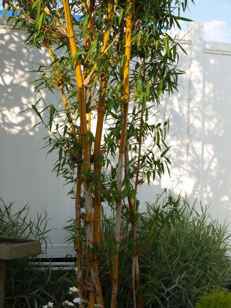 B. Multiplex 'Alfonse Karr'