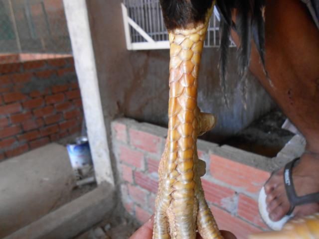 Trà Vinh _ Bán gà Asil rặc 100%, LH: 0916.474.000. Giao gà tận nơi. - 2