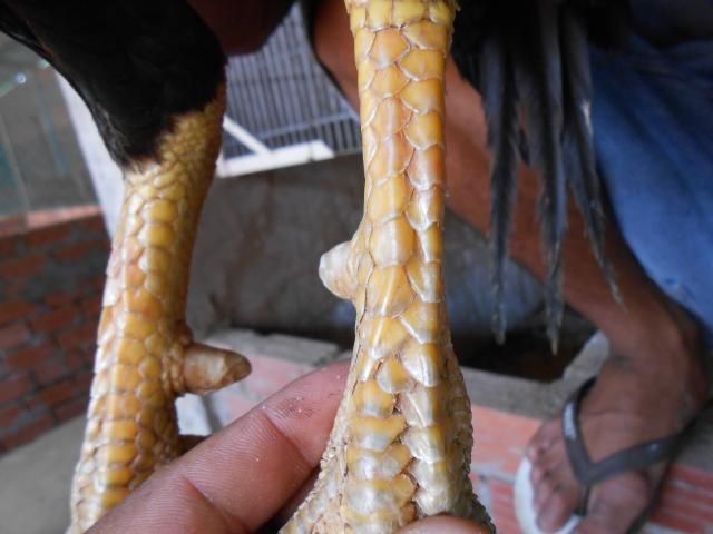 Trà Vinh _ Bán gà Asil rặc 100%, LH: 0916.474.000. Giao gà tận nơi. - 4