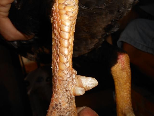 Trà Vinh _ Bán gà Asil rặc 100%, LH: 0916.474.000. Giao gà tận nơi. - 5