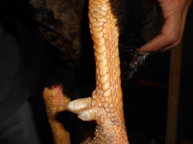 Trà Vinh _ Bán gà Asil rặc 100%, LH: 0916.474.000. Giao gà tận nơi. - 3