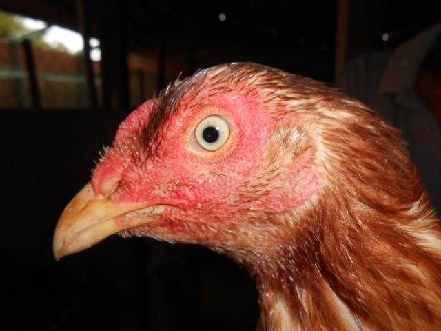 Trà Vinh _ Bán gà Asil rặc 100%, LH: 0916.474.000. Giao gà tận nơi. - 7