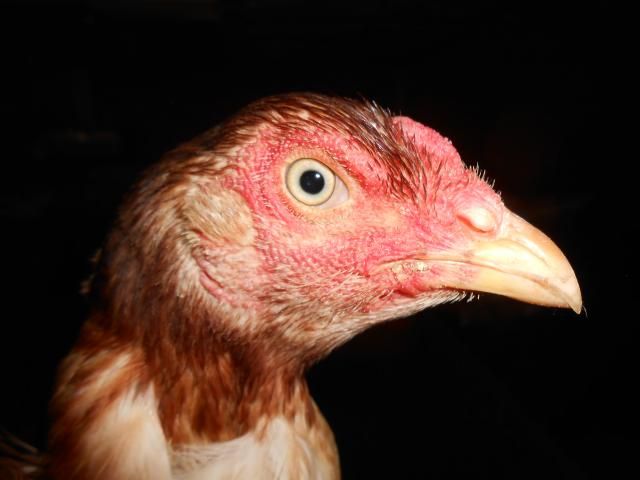 Trà Vinh _ Bán gà Asil rặc 100%, LH: 0916.474.000. Giao gà tận nơi. - 8