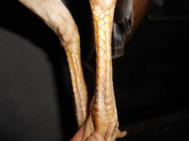 Trà Vinh _ Bán gà Asil rặc 100%, LH: 0916.474.000. Giao gà tận nơi. - 9