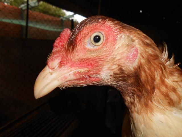 Trà Vinh _ Bán gà Asil rặc 100%, LH: 0916.474.000. Giao gà tận nơi. - 10