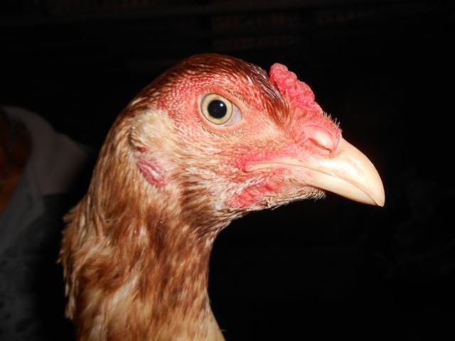 Trà Vinh _ Bán gà Asil rặc 100%, LH: 0916.474.000. Giao gà tận nơi. - 11