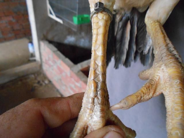 Trà Vinh _ Bán gà Asil rặc 100%, LH: 0916.474.000. Giao gà tận nơi. - 12