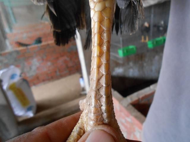 Trà Vinh _ Bán gà Asil rặc 100%, LH: 0916.474.000. Giao gà tận nơi. - 13