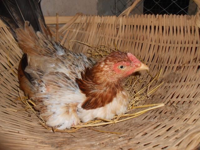 Trà Vinh _ Bán gà Asil rặc 100%, LH: 0916.474.000. Giao gà tận nơi. - 14