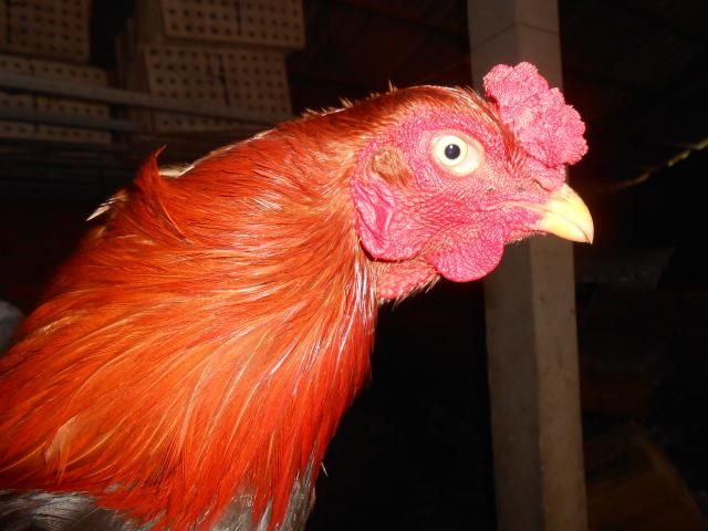 Trà Vinh _ Bán gà Asil rặc 100%, LH: 0916.474.000. Giao gà tận nơi.