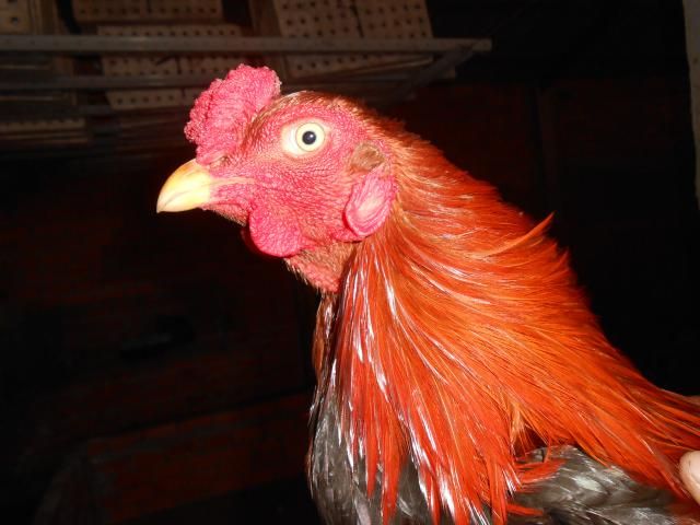 Trà Vinh _ Bán gà Asil rặc 100%, LH: 0916.474.000. Giao gà tận nơi. - 1