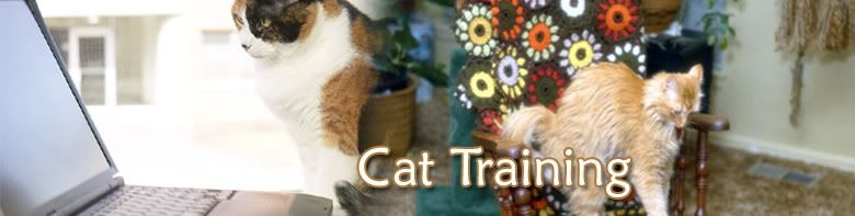 Cat Training