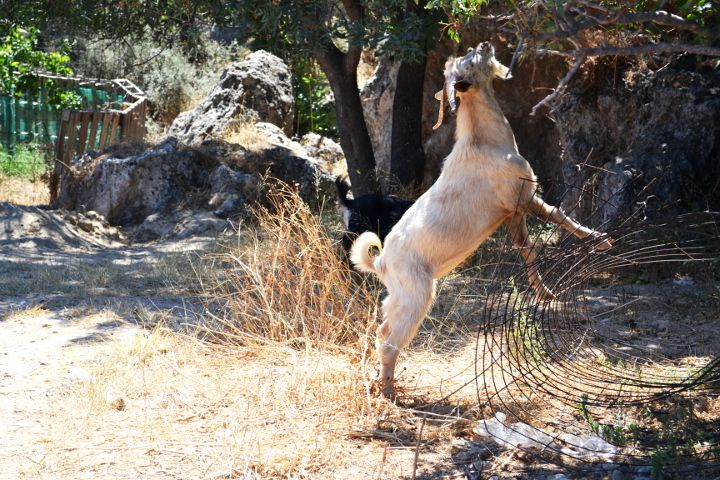 Lindos Rhodos Griechenland