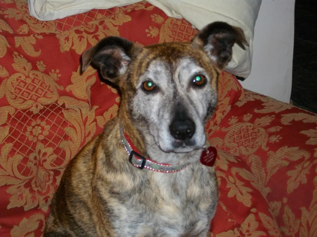 Happy Birthday Scooby