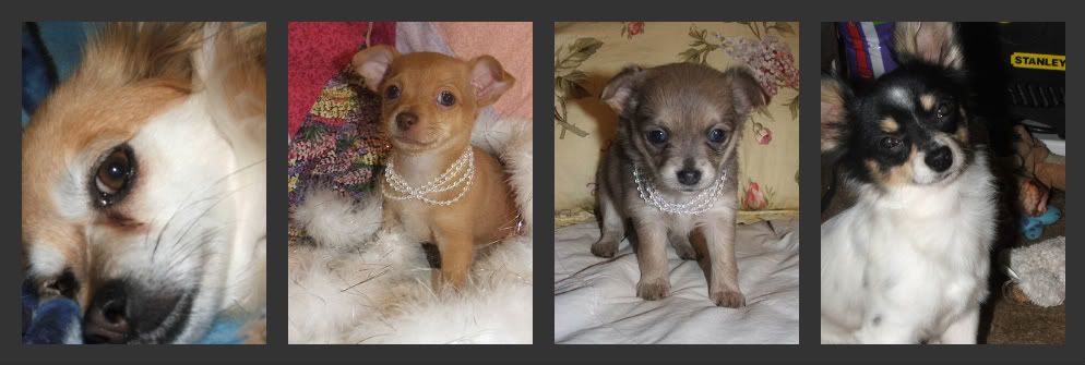 Adorable Purebred Chihuahua Puppies