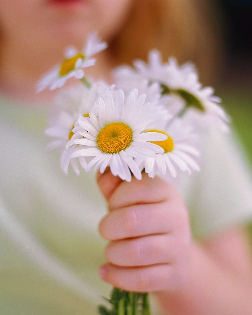 Flowers Pictures, Images and Photos